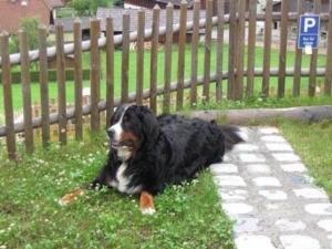 a black and white dog laying in the grass near a fence at Komfortables Ferienhaus in Sankt Margarethen Im Lungau mit Eigener Sauna in Sankt Margarethen im Lungau