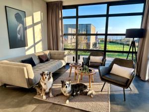 two dogs sitting in a living room with a couch at Enkhuizer Strand Chalet WolkeSieben Dritte Reihe mit Zaun Hausnr 202 in Enkhuizen +17 photos