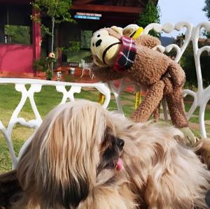 a dog laying next to a teddy bear on a bench at Recanto Ganesha Pousada in Serra do Cipo