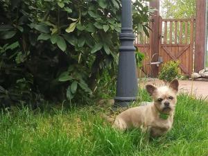 Gallery image of Ranchhouse Dogs and horses welcome in Aurich