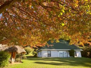 una pequeña casa blanca con techo de paja en Pear Tree Cottage-Underberg, en Underberg