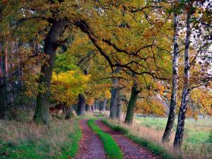 a dirt road in the middle of a forest with trees at Ferienwohnung Petra Bargel "die Nr 1"in Speck in Speck