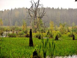 a field of green grass with a dead tree in it at Ferienwohnung Petra Bargel "die Nr 1"in Speck in Speck