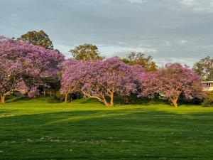 una fila de árboles con flores púrpuras en un campo en The Lamu Suite, en Brisbane