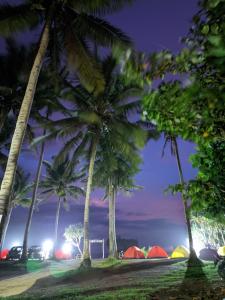 eine Gruppe von Palmen in einem Park in der Nacht in der Unterkunft Tenda camping in Madasari