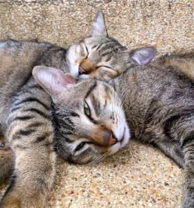 two cats are laying on the floor together at BOUTIQUE-VILLA with Suites & Rooms in Karon Beach