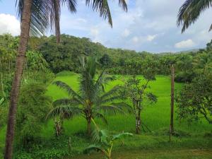 a field of grass with a palm tree in the foreground at Gubbikanta Homestay in Aralagodu