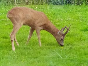 un cervo con corna che pascola in un prato erboso di Mooroase Bauerngarten Ovelgönne a Ovelgönne