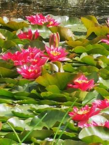 En hage utenfor Orewa family holiday house with 3 bed-rooms view on deck near cafe, bush & river