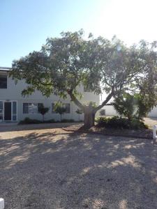 a large tree in front of a white building at Moonta Bay Stylish large home 3 min walk from beach and jetty in Port Moonta