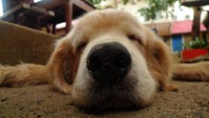 Ospiti di Lazy Dog Bed & Breakfast con animali domestici