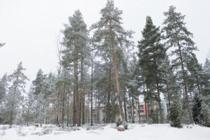 a group of pine trees in the snow at Leinelä Apartment in Ilola +12 photos