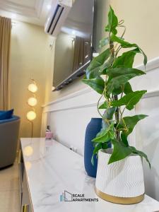 a plant sitting on top of a kitchen counter at Scale Apartments in Douala
