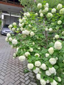 a bush of white flowers on a sidewalk at Kairat guest house in Kashkaldak +3 photos
