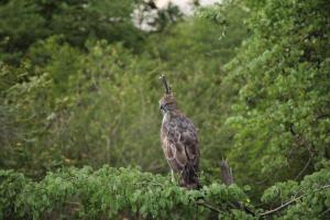 Altri animali domestici presso l'affittacamere o nei dintorni