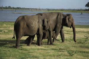Altri animali domestici presso l'affittacamere o nei dintorni