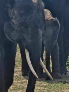 Altri animali domestici presso l'affittacamere o nei dintorni
