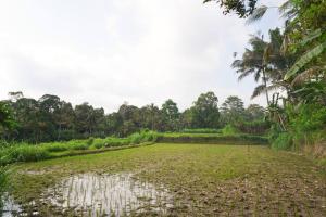 Kuvagallerian kuva majoituspaikasta Elysian Fields Ubud, joka sijaitsee kohteessa Payangan 15 kuvaa lisää