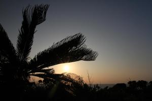 a palm tree in front of the sunset at Joya in Ishigaki Island