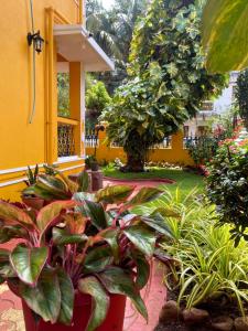 Gallery image of Minria Guest House in Benaulim