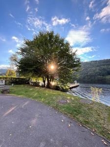 a tree on the side of a road next to a lake at Urlaub in der Eifel direkt am Rursee - Seewinkel in Simmerath +9 photos