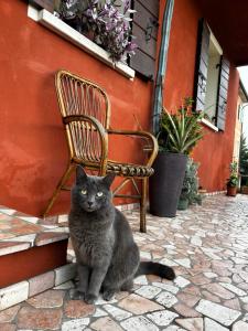 Domácí mazlíčci ubytovaní s hosty v ubytování B&B Casa del Conte