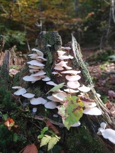 Fotografia z galérie ubytovania Biały Domek koło Żywca v destinácii Pewel Wielka