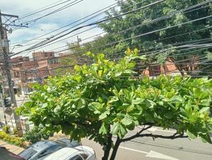 a tree in front of a car on a street at Apartamento cerca a Medellín - Puerta del norte Bello in Machado