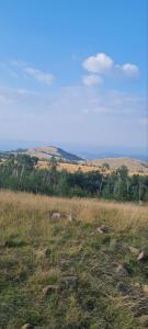 a field of tall grass with trees in the background at Apartman Djurdja in Divčibare