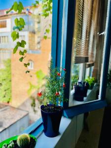 a window with a potted plant on a window sill at Communa Good Vibes in Tbilisi City