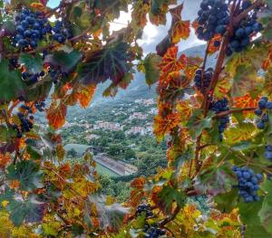 a view through the leaves of a bunch of grapes at Villa Bianca in Tramonti