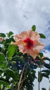 下博克特Vistaverdeboquete的相册照片