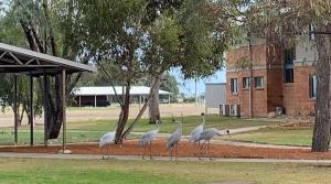 a group of white birds walking in a park at Longreach Station Accommodation in Longreach Airport
