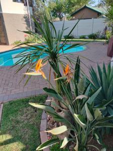 a plant with orange flowers next to a pool at Easy Inn Guesthouse in Welkom