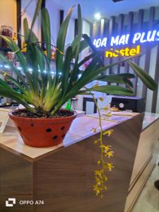Gallery image of HOA MAI Plus Hostel in Dong Hoi