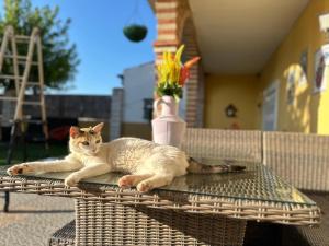 Domácí mazlíčci ubytovaní s hosty v ubytování Casa Rural El Limonero