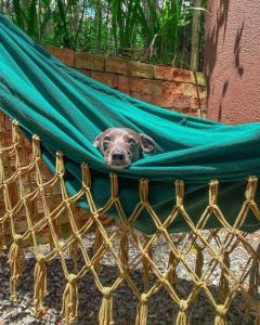 a brown dog is laying in a hammock at Villa Rica Pousada in Brumadinho