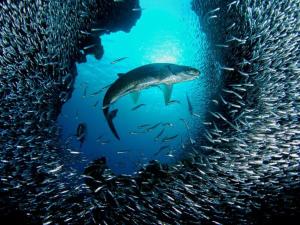a fish swimming in the water next to a group of fish at Deluxe Mistral Room in Quartu SantʼElena