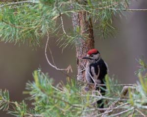 a bird with a red cap sitting on a tree branch at Byre 1 InThePark in Stirling +1 photo