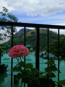 A garden outside Super View