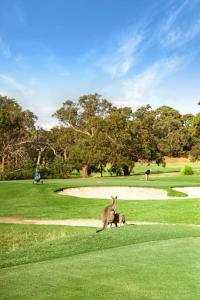 a dog is running on a golf course at Kurraburra Lodge in Anglesea