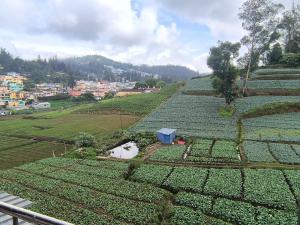 a view of a field of crops on a hill at J J HOMES in Ooty