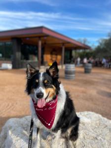 Huéspedes con una o varias mascotas en Reserve all 5 tents for the price of 4 - 12 Fires Winery