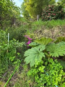 a garden with lots of green plants and flowers at Cabaña 4 personas in Coñaripe