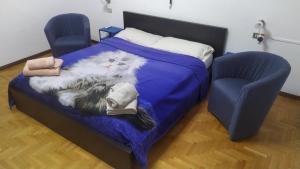un letto con un gatto e due sedie di CASA CHIARA - 11 minuti da Milano - 6 minuti da policlinico San Donato Milanese a San Giuliano Milanese