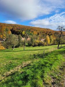 a field of grass with trees in the background at Ferienwohnung Rhön-Kutscher in Buttlar
