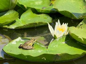 a frog sitting on a green lily pad at Skadar Lake Family Resort in Rijeka Crnojevića