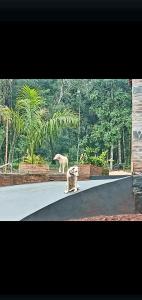 Dos perros sentados en una rampa en un zoológico. en La Escondida, en Puerto Leoni