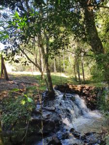 un arroyo en medio de un bosque en La Escondida, en Puerto Leoni
