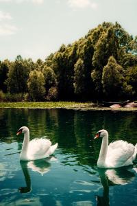 two white swans swimming in a lake at Skadar Lake Family Resort in Rijeka Crnojevića